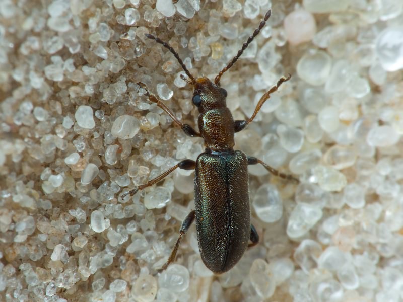Orsodacne humeralis Latreille, 1804
